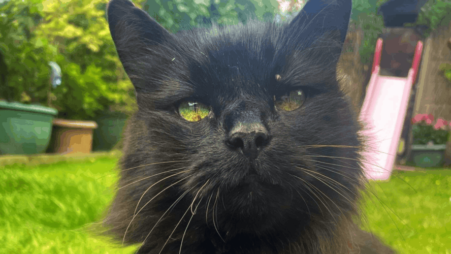 Monty, a long-haired black cat with bright green eyes and ginger whiskers, close up to the camera.