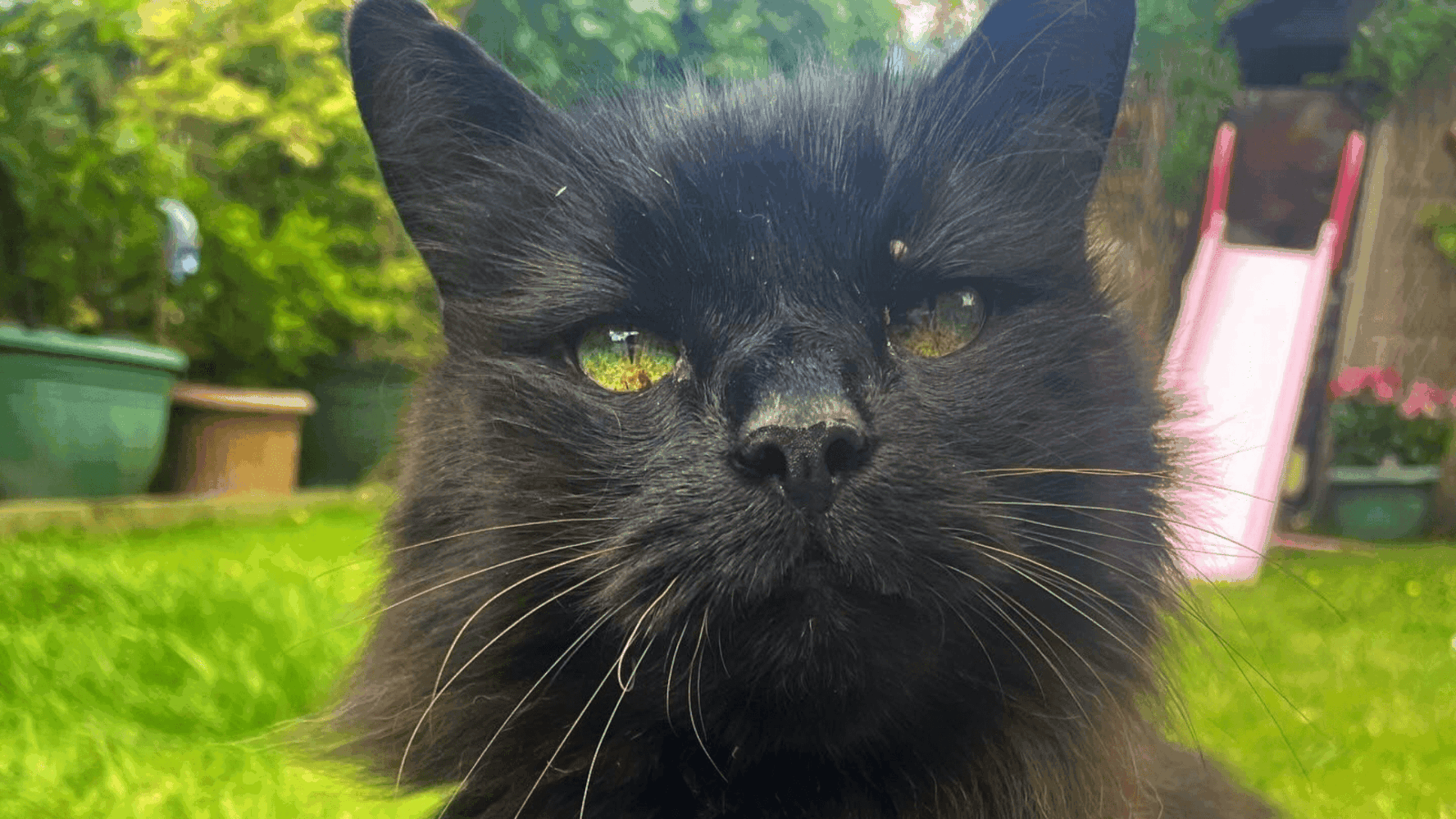 Monty, a long-haired black cat with bright green eyes and ginger whiskers, close up to the camera.