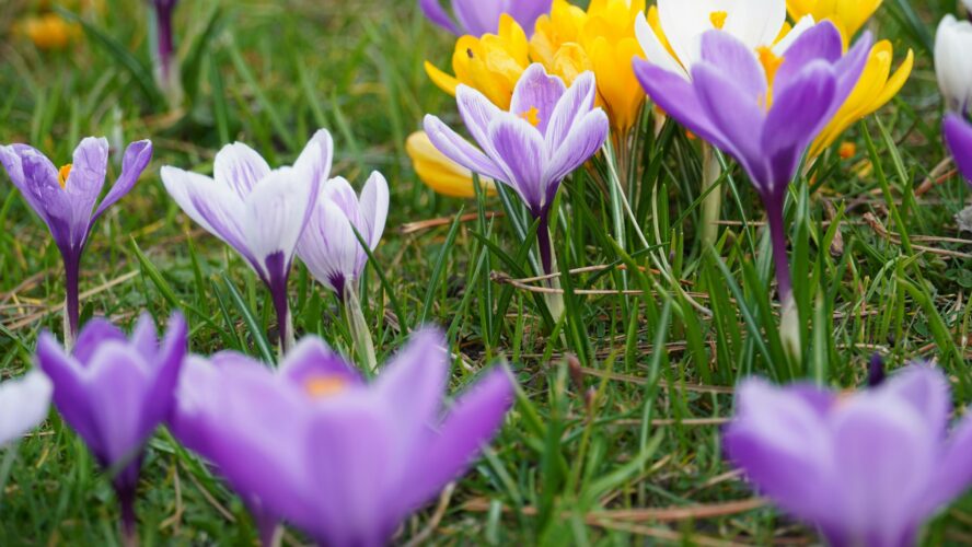 purple and yellow crocuses growing among grass
