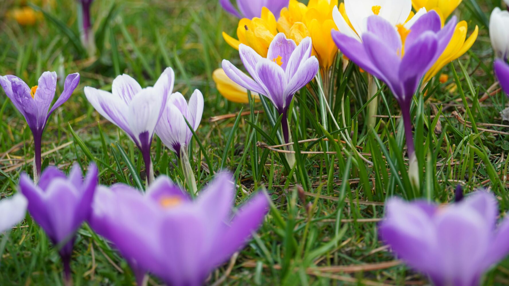 purple and yellow crocuses growing among grass