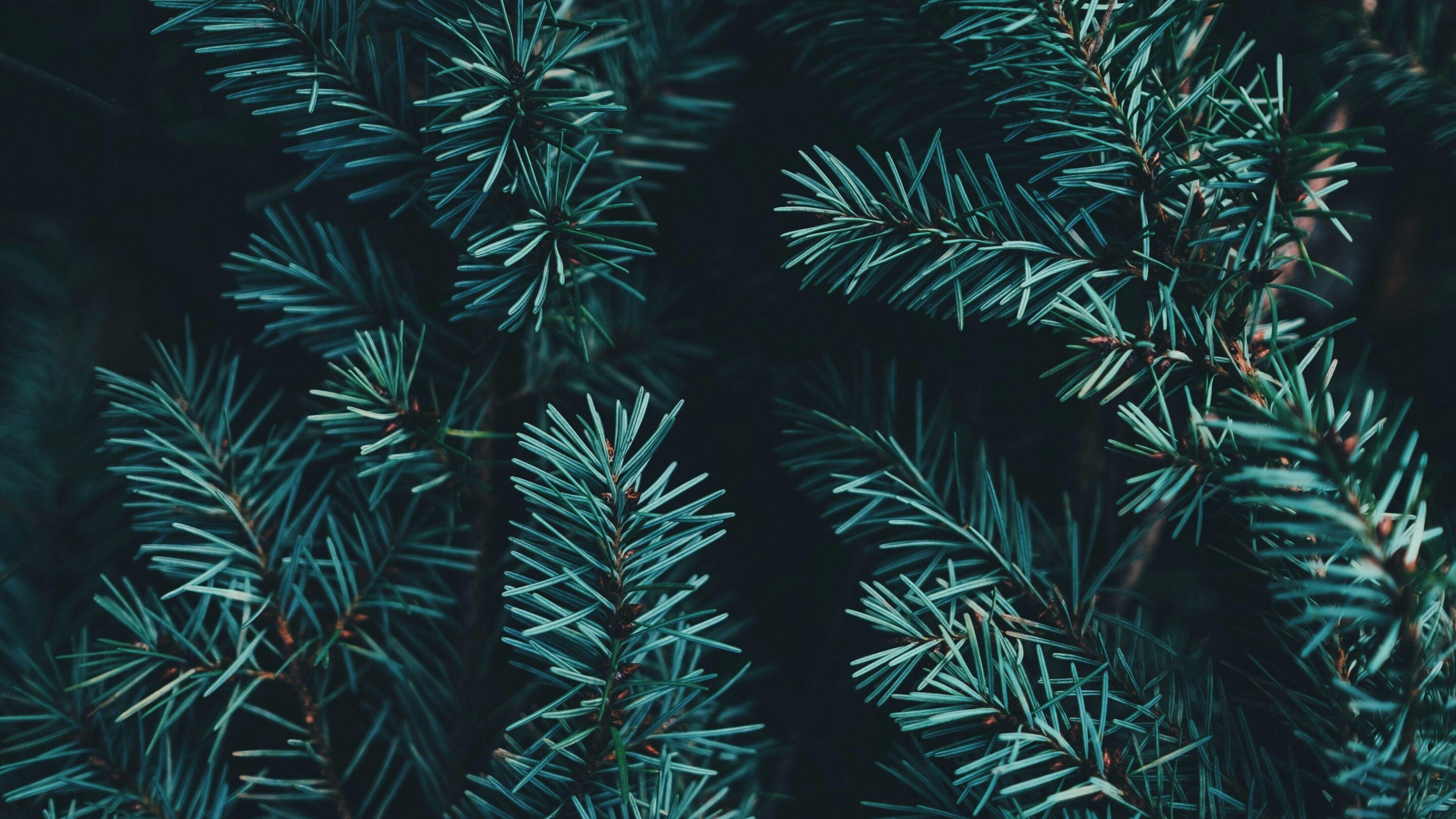 A close up image of Christmas tree branches