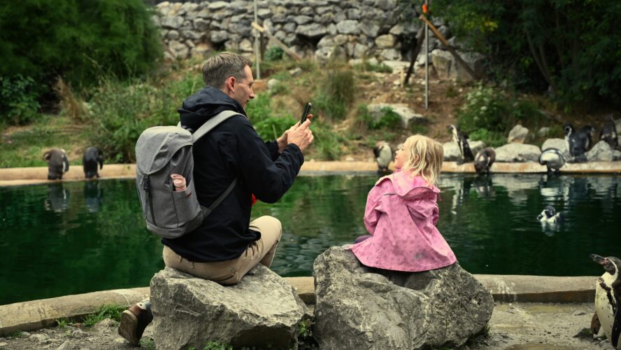A photo of a dad and daughter at a zoo sat inside a penguin enclosure