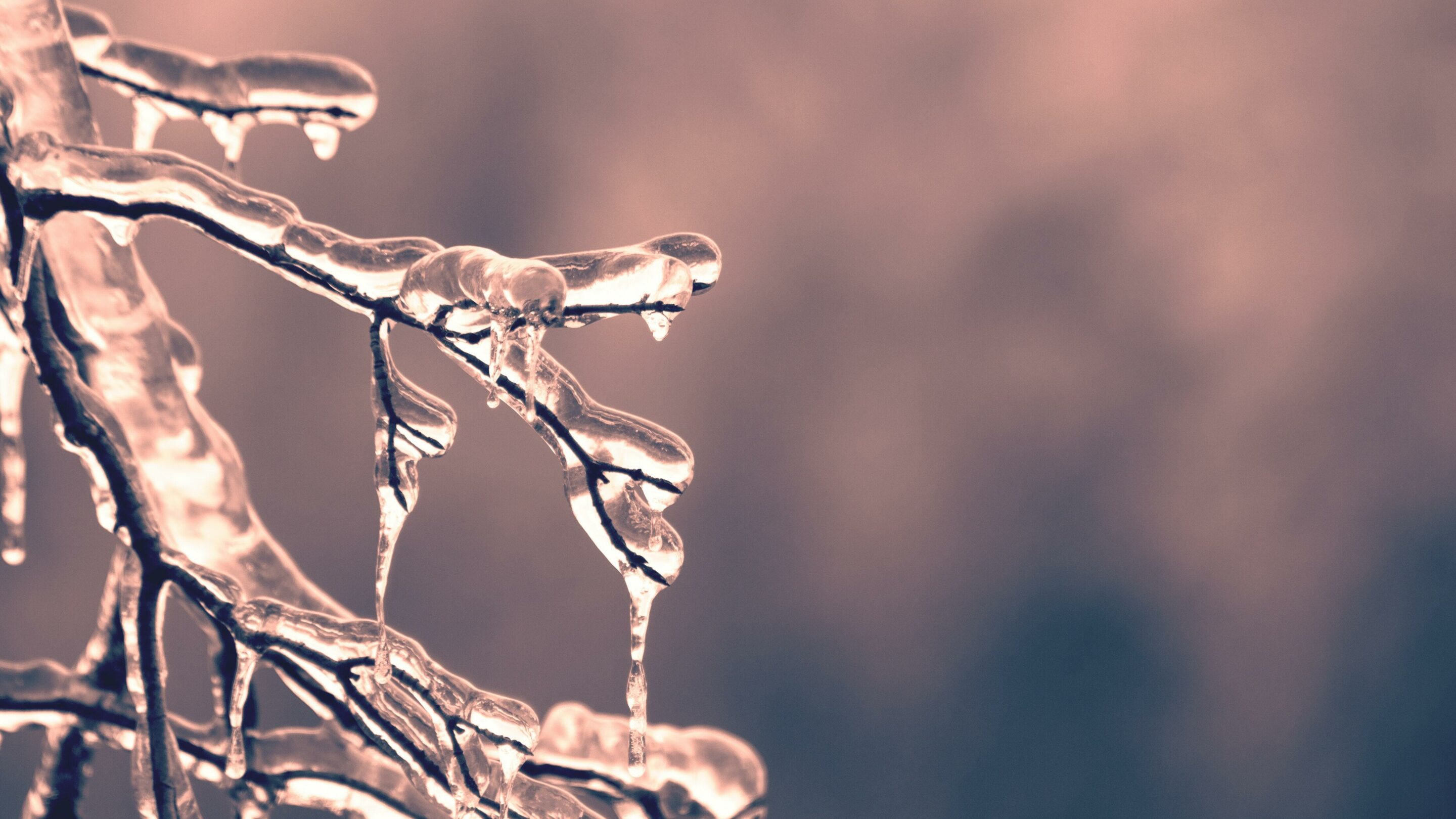 A bare branch frozen in cold weather.