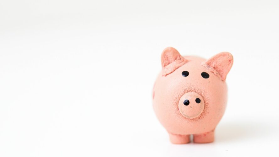 Pink pig
