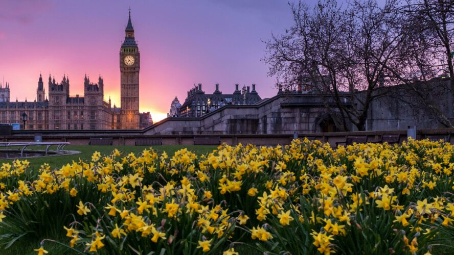 Houses of Parliament with daffodils in front.