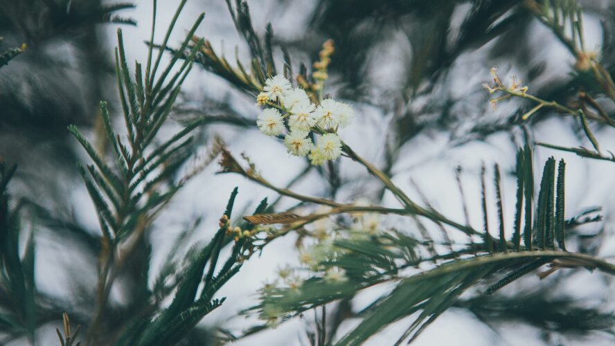 White flowers on a tree.