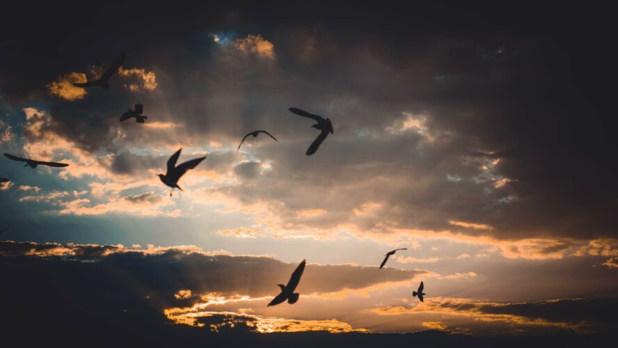 A cloudy sky, with silhouettes of birds flying.