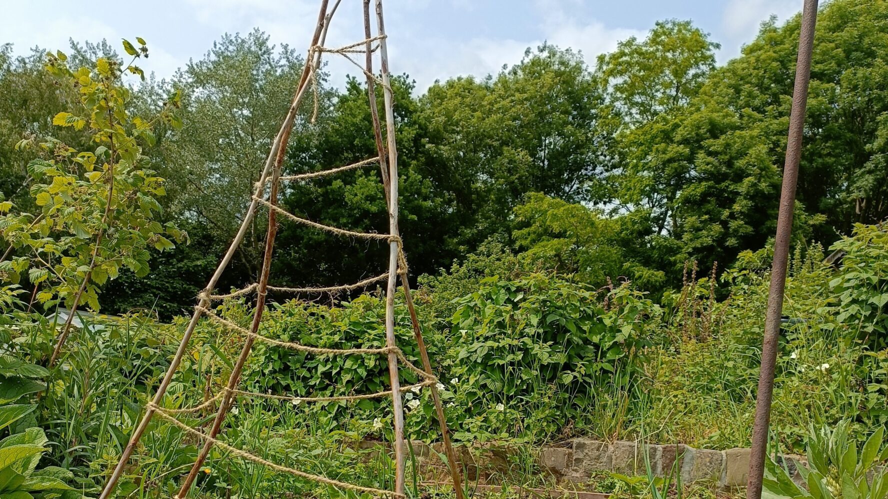 Large wigwam climber in an allotment made from bamboo sticks