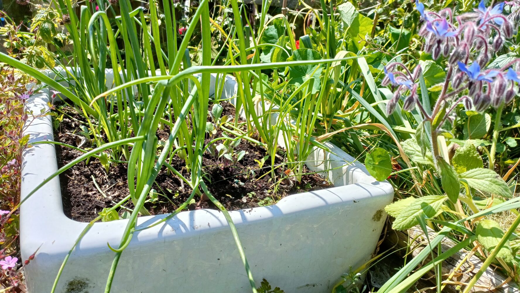 Upcycled garden planter made from a kitchen sink, with plants inside