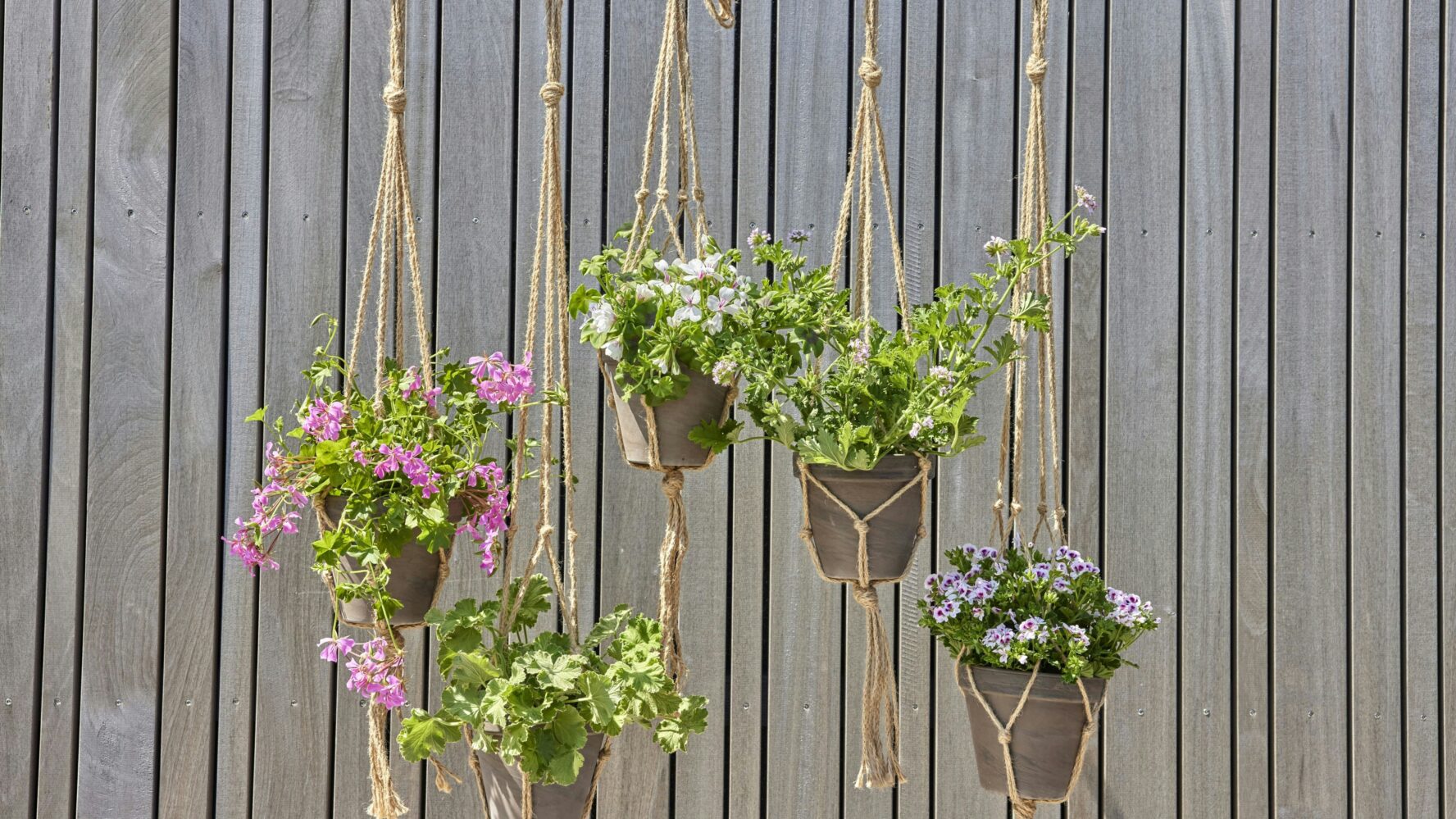 Five plant pots hanging down from a branch, held together by macrame rope.