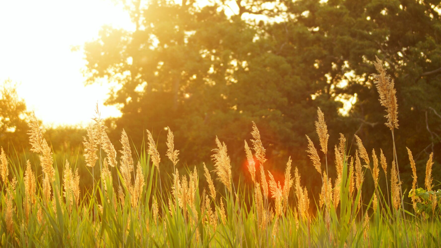 Golden light over a field of wheat during the summer solstice.