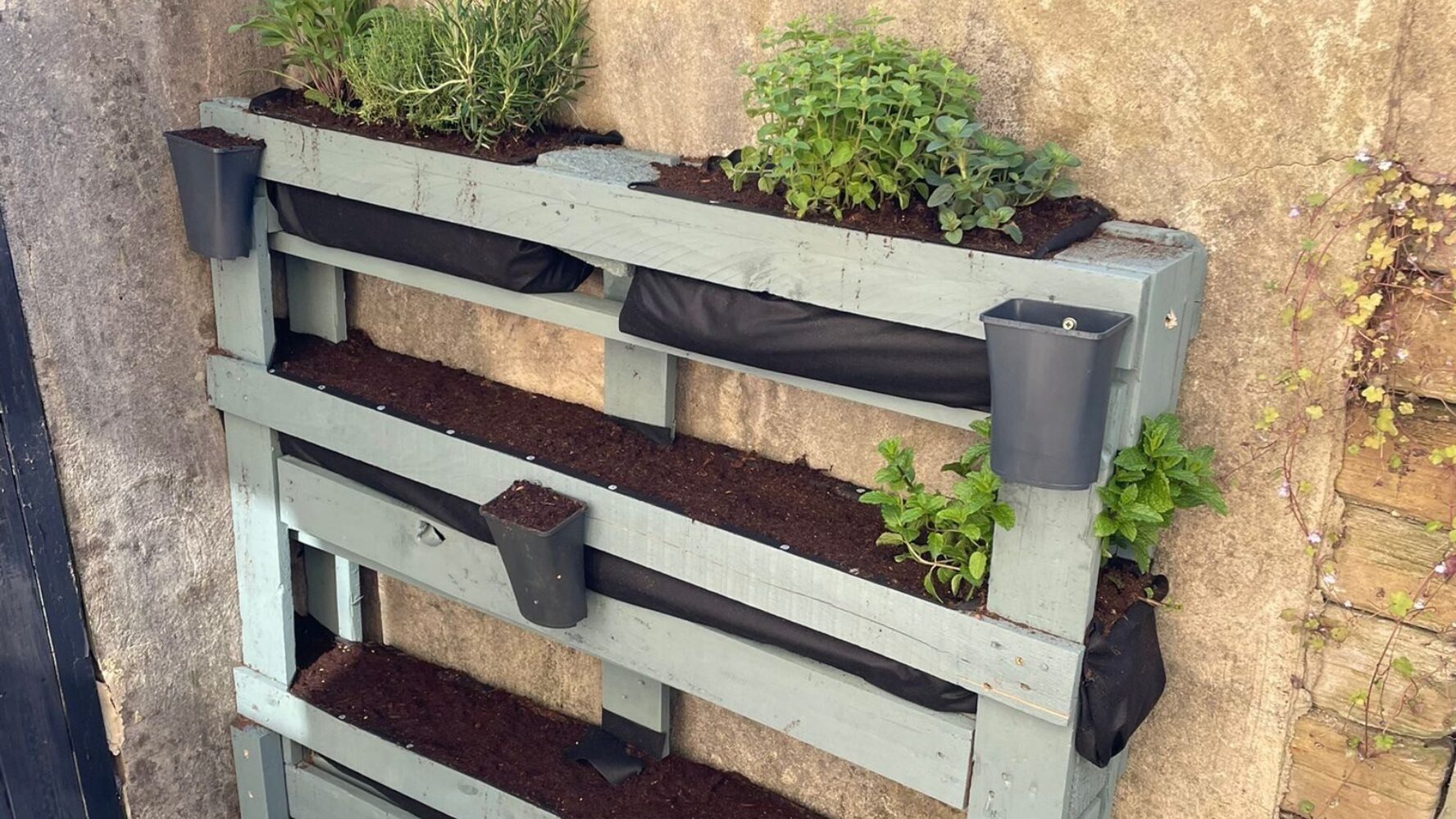 A wooden pallet turned into a green garden planter, filled with different herbs