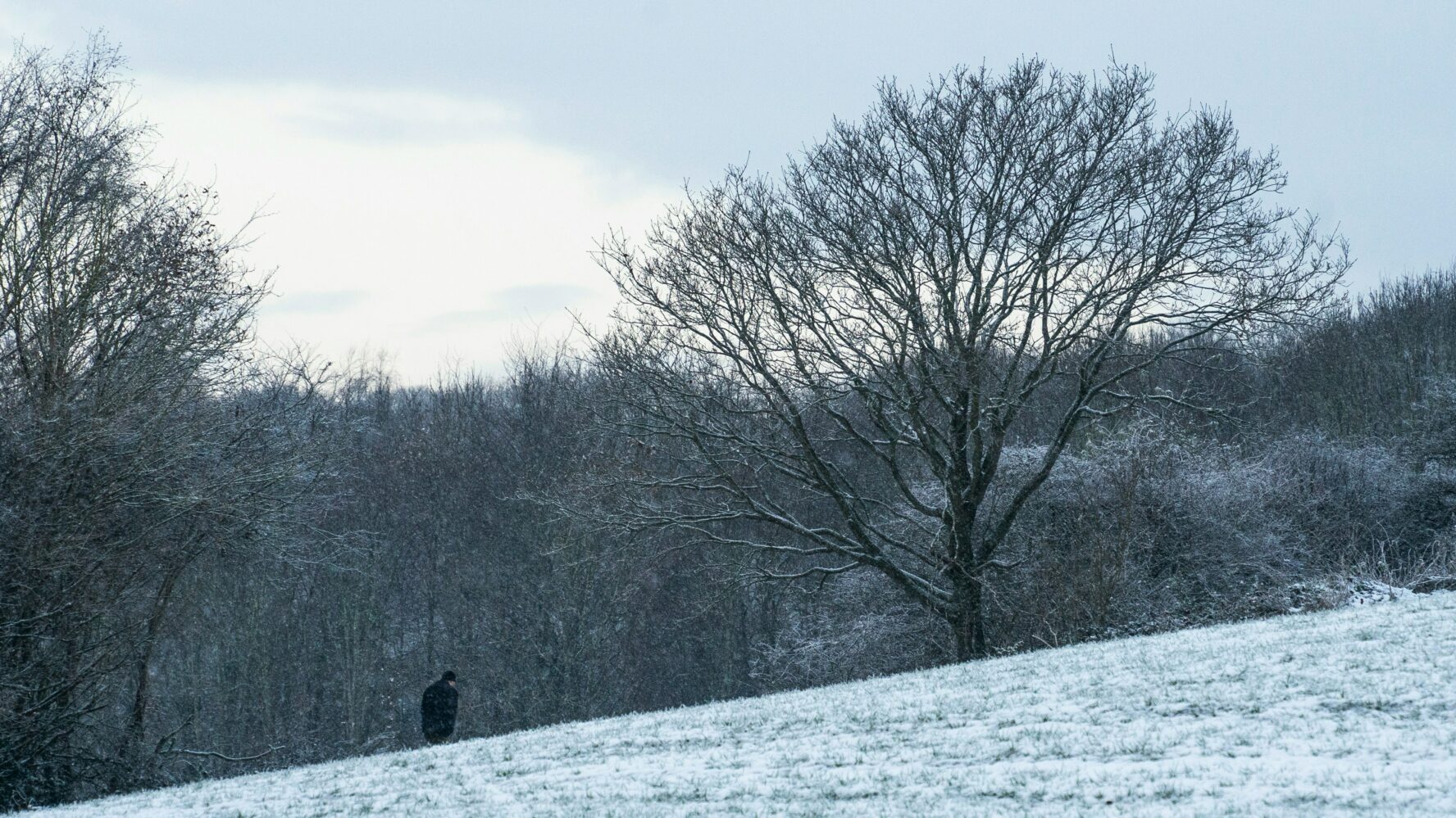 Image showing a wintery scene, with lots of trees and a person walking.