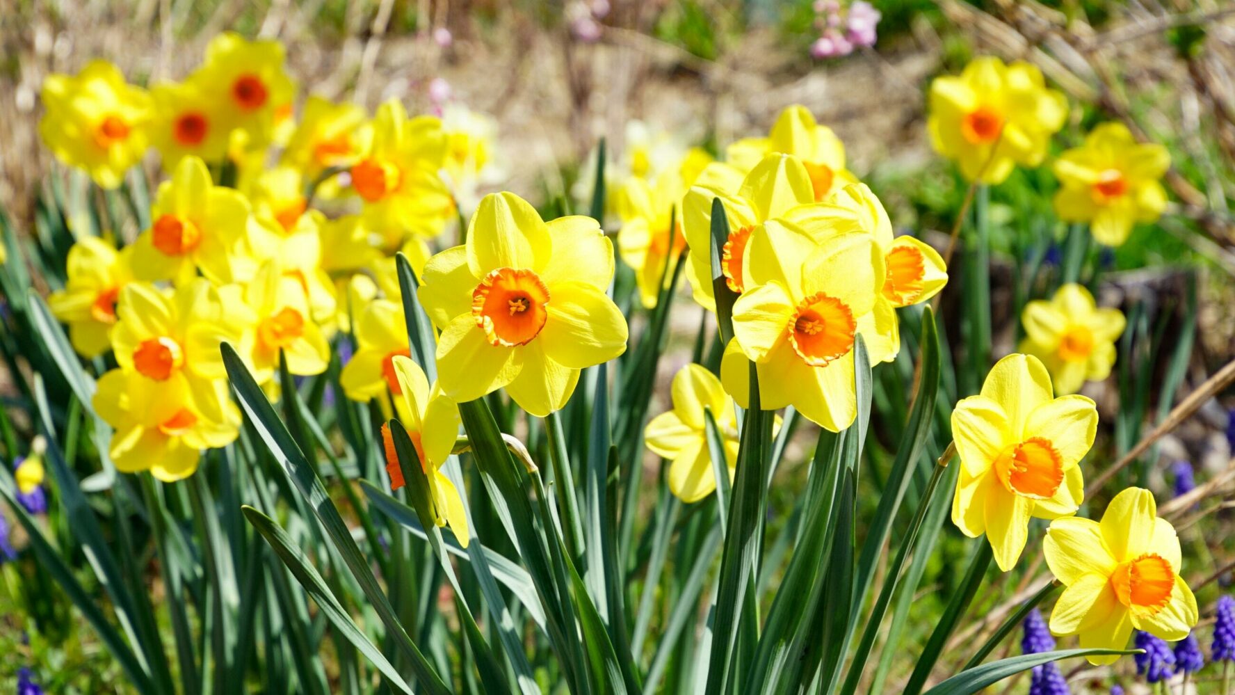 Bright Spring daffodils growing in a garden during Lent.
