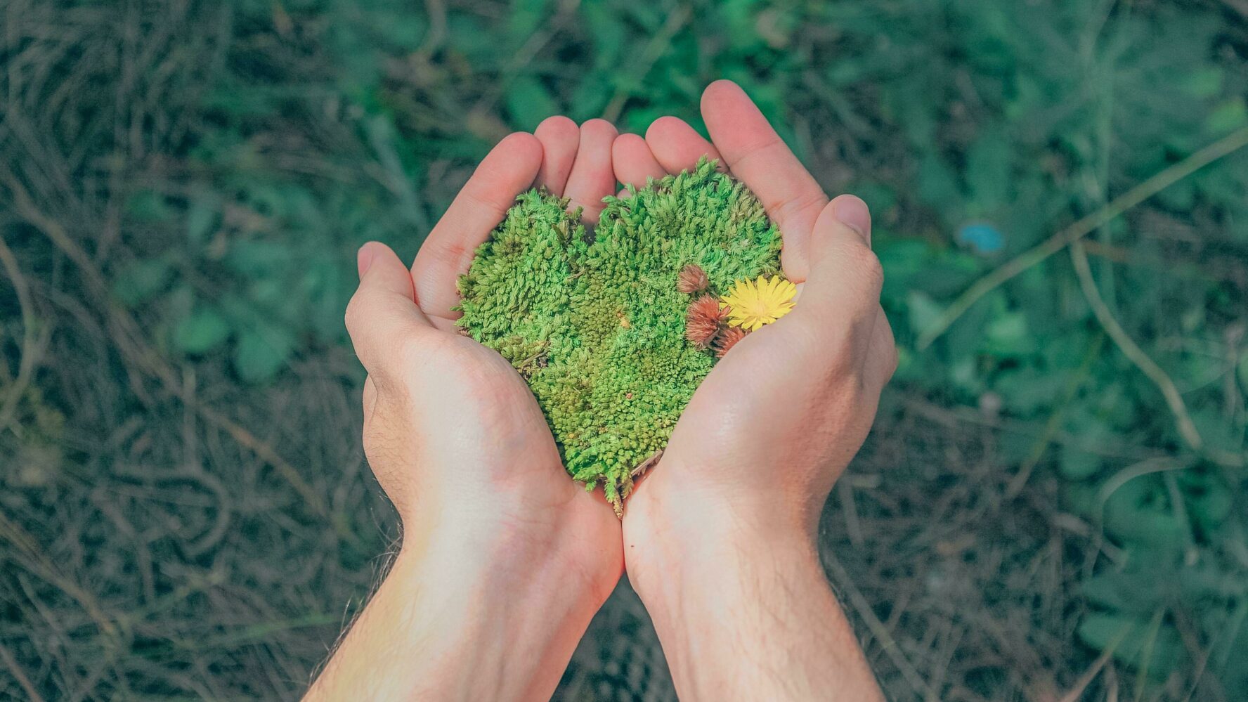 Two hands hold a clump of green moss in the shape of a heart