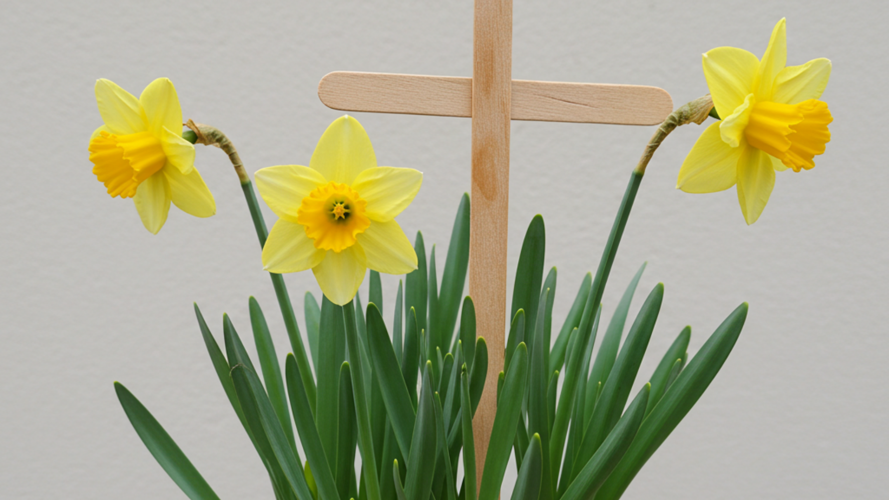 A pot of daffodils with a wooden cross made from lollipop sticks